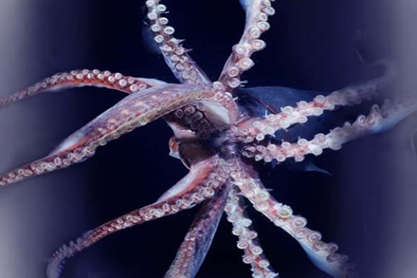 Кракен даркнет store kraken dark link