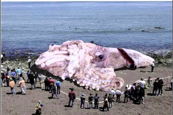 Ссылка на kraken торговая площадка