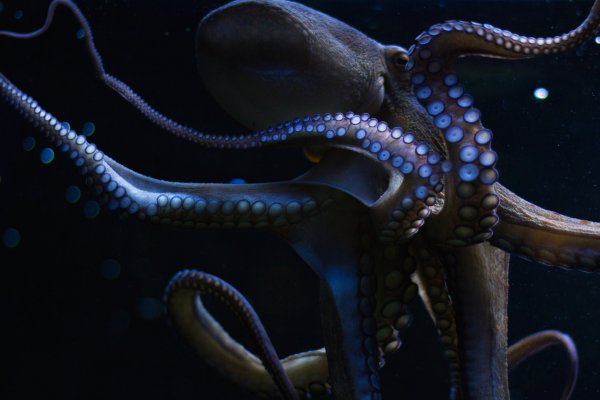 Kraken ссылка для тору
