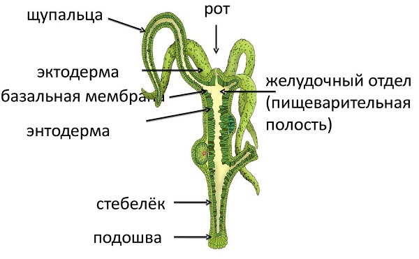 Кракен современный даркнет